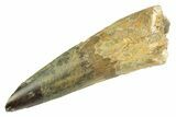 Real Fossil Spinosaurus Tooth - Composite Tooth #347199-1